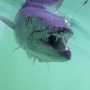 Multi-Strand Leader Wire